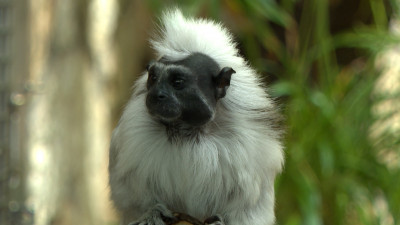 Как обитатели Ленинградского зоопарка встречают весну