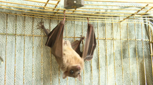 Летучая собака, обожающая бананы и мёд: как живёт очаровательный домашний крылан Мичи