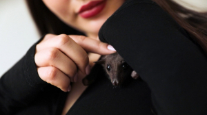 Летучая собака, обожающая бананы и мёд: как живёт очаровательный домашний крылан Мичи