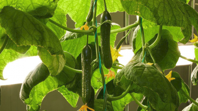 Свежим урожаем салата и огурцов похвалились российские полярники в Антарктиде