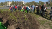 Куртину сирени в Московском районе высадили в честь юбилея Контрольно-счетной палаты Санкт-Петербурга
