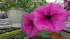 Как специалисты садово-парковых хозяйств готовятся к летнему сезону