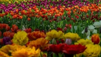 Фестиваль тюльпанов на Елагином острове откроется 17 мая