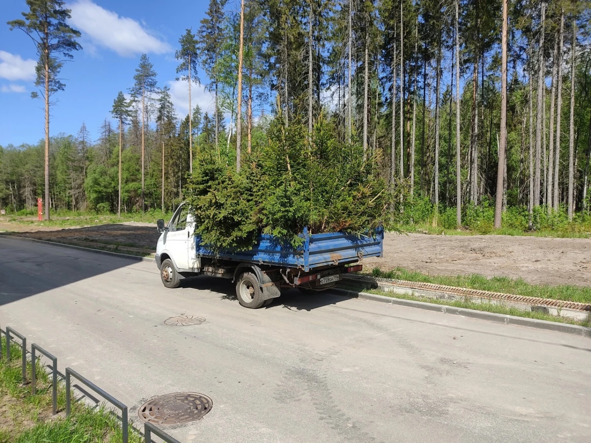 В Приморском районе Петербурга высадят саженцы сосны - tvspb.ru