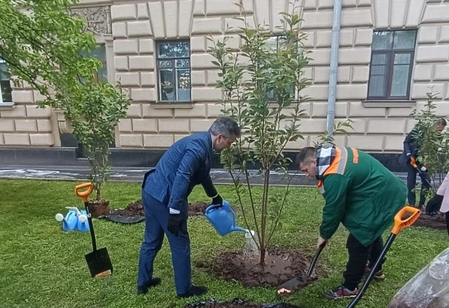 Сквер Финансистов на Суворовском проспекте украсила сакура - tvspb.ru