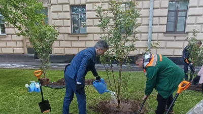 Сквер Финансистов на Суворовском проспекте украсила сакура