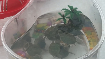 В Петербурге недобросовестные владельцы избавляются от черепах, выпуская их в канавы