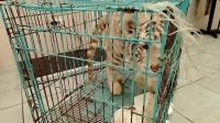 Тигрёнок из Новгорода приехал на осмотр к петербургскому окулисту