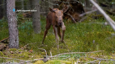 У лосихи из Приозерского района пополнение