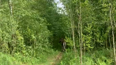 Во Фрунзенском районе снова поймали и выпустили в лес дикого лося