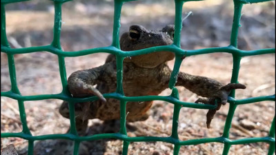 Волонтеры спасли более 22 тысяч жаб и лягушек во время миграции в Сестрорецке