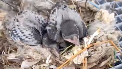 Альпинисты «Лахта центра» спасли птенцов из гнезда на небоскребе