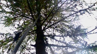 В Петербурге сотрудники МЧС спасли ребенка и его кошку с дерева большой высоты