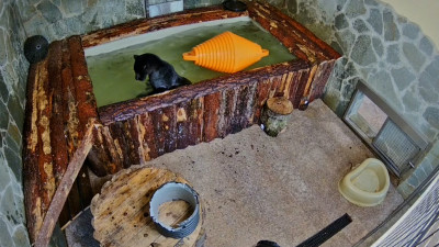 Ленинградский зоопарк показал ягуара Ричарда – фаната воды