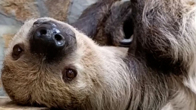 Ленивец Ирвин показал свой маникюр посетителям Ленинградского зоопарка