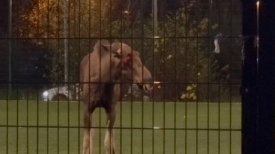 Сотрудники экослужбы поймали лося на Витебском проспекте