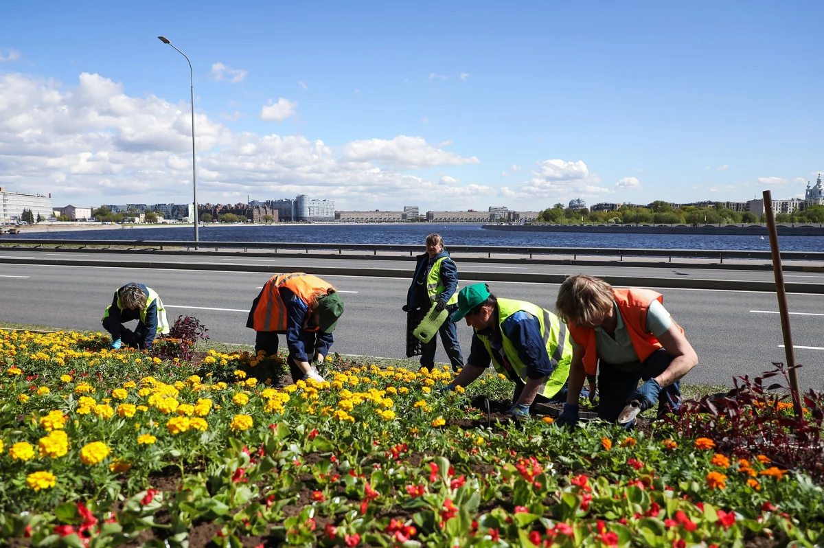 В Петербурге высадили более 550 тысяч цветов за неделю - tvspb.ru