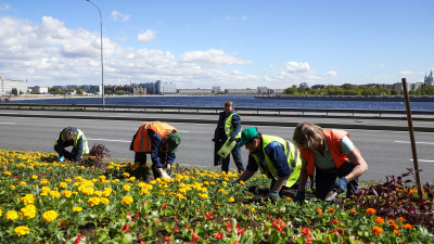 В Петербурге высадили более 550 тысяч цветов за неделю