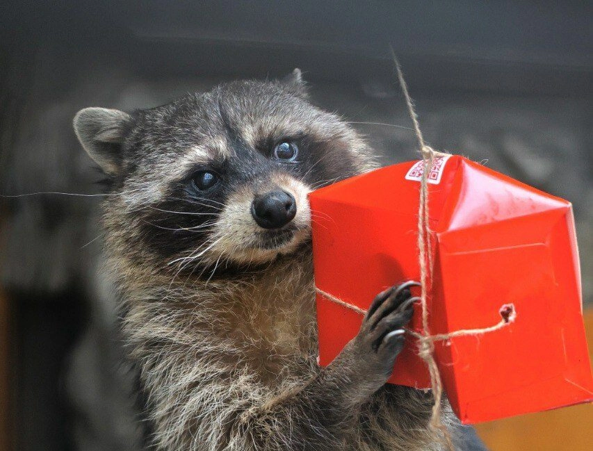 В Петербурге произошла эпическая битва енота-полоскуна Фунтика с картонным врагом - tvspb.ru