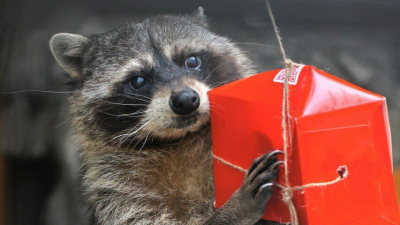 В Петербурге произошла эпическая битва енота-полоскуна Фунтика с картонным врагом