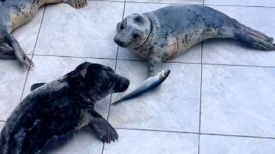 Петербуржцам показали, как кормят детенышей тюленей