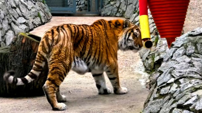 Тигра-лежебоку Амадея развлекли вкусной гирляндой