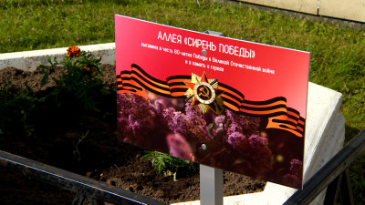 В Красносельском районе провели акцию «Сирень Победы»