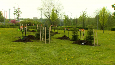 В рамках акции «Сад Памяти» в Калининском районе Петербурга высадили 10 елей, вспомнив погибших в Великой Отечественной войне журналистов