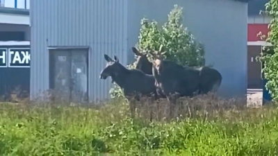 Во Фрунзенском районе снова заметили лосей