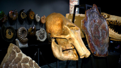 Окаменелости под ногами: новый туристический маршрут представили в Петербурге