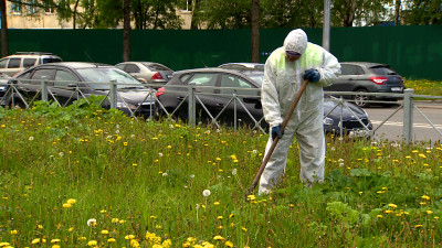 Зелёная орда: Как в Петербурге борются с борщевиком