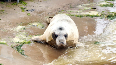 Майский «выпускной» трех серых тюленят прошел в Выборгском районе