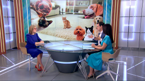 Как кошка с собакой. Конфликт соседей из-за домашних питомцев и поиск компромисса