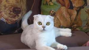 Путешествие с хвостом: как правильно подготовить питомца к долгой поездке или перелёту