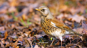 Дикие выходные с Павлом Глазковым. Памятник природы «Истоки реки Оредеж в урочище Донцо»