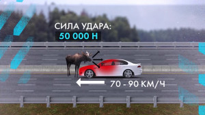 Причина остановки. ДТП с дикими животными