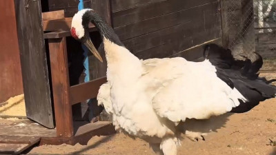 Брачные песни и танцы японских журавлей показали в Ленинградском зоопарке