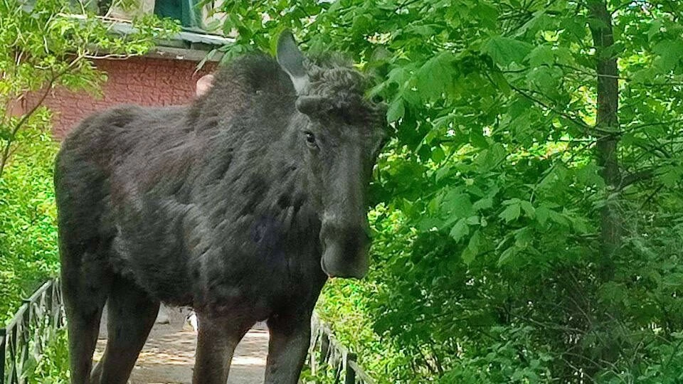 Петербургских автомобилистов предупредили о хаотичном перемещении лосей - tvspb.ru
