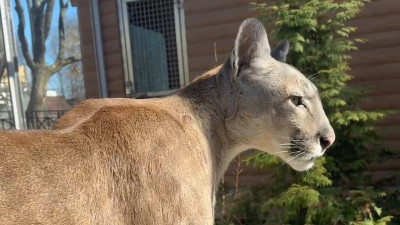 Ленинградский зоопарк показал, что происходит в домике пумы Синди