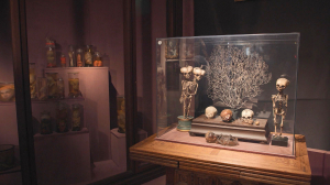 Какие тайны хранят музеи Санкт-Петербурга?