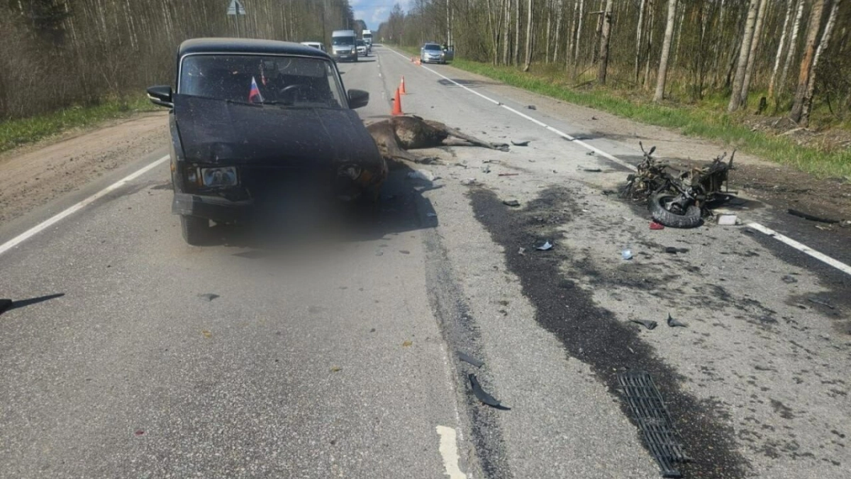 В Ленобласти задержали мигранта, сбежавшего в лес после смертельного ДТП со скутеристом и лосём - tvspb.ru