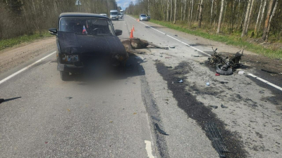 В Ленобласти задержали мигранта, сбежавшего в лес после смертельного ДТП со скутеристом и лосём