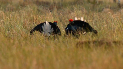 В Приозерском районе тетерева продолжают токовать