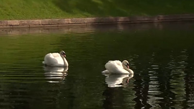 Лебеди Елисей и Любава вернулись в Летний сад