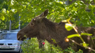 Раненый лось, которого спасали петербургские волонтеры и ветеринары, не выжил