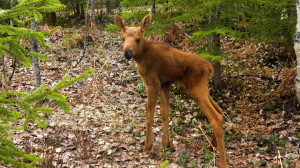 «Дикие выходные с Павлом Глазковым». Памятник природы «Токсовские высоты»