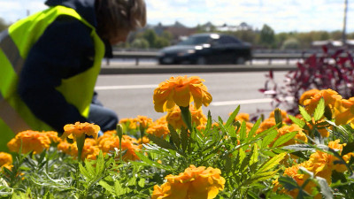 В Петербурге высадили более полумиллиона цветов и 3,5 тыс. кустарников ко Дню города