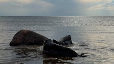 Фонд друзей балтийской нерпы вернул в естественную среду обитания пятерых серых тюленей