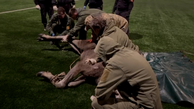 Пойманного на Витебском проспекте лося отвезли в лес: за его передвижениями будут следить по GPS-ошейнику