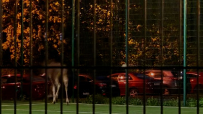 В Комитете по природопользованию Петербурга рассказали о судьбе заблудших в город лосят